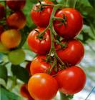 tomatoes on vine